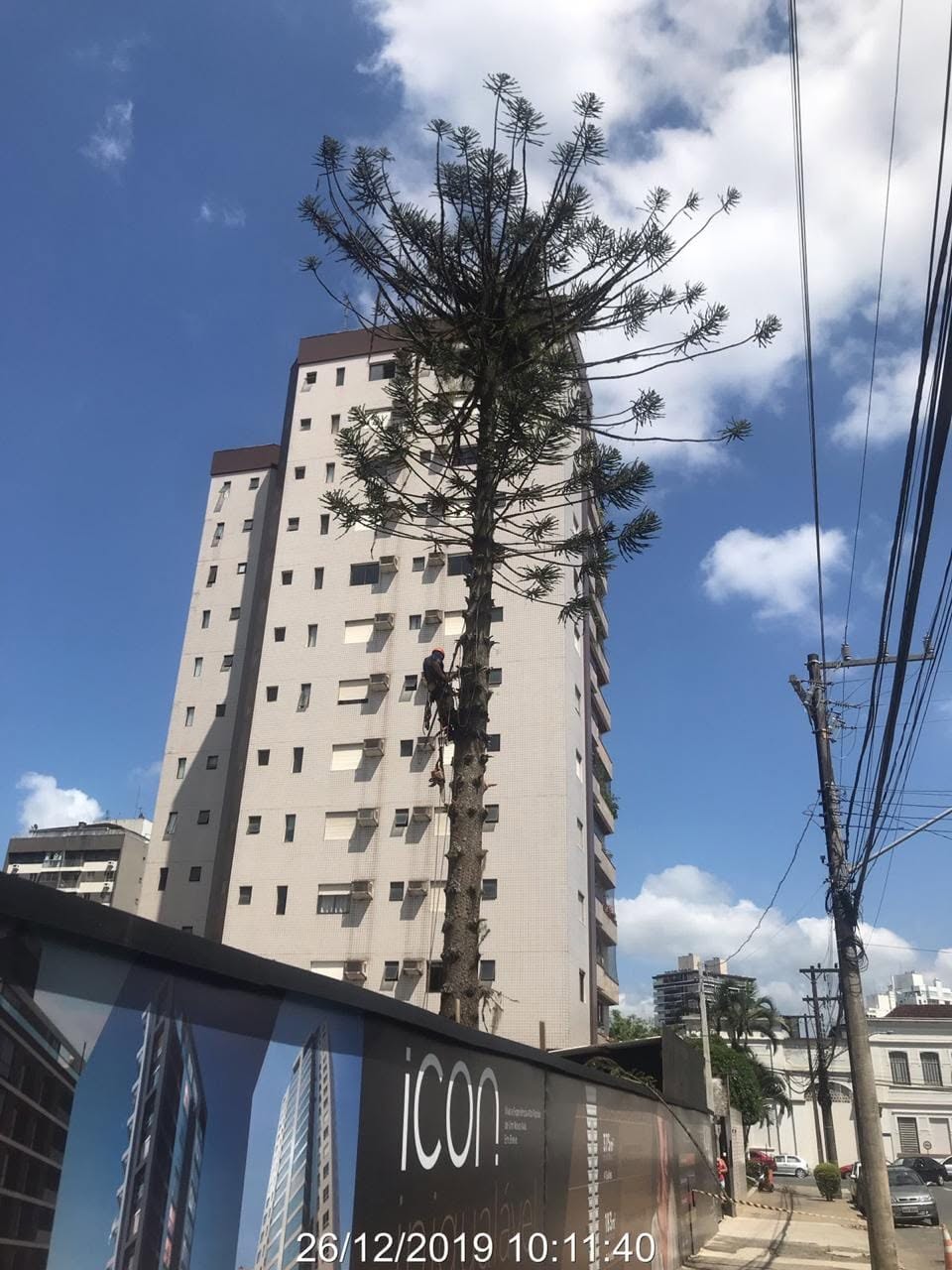Poda de pinheiro — foto 01